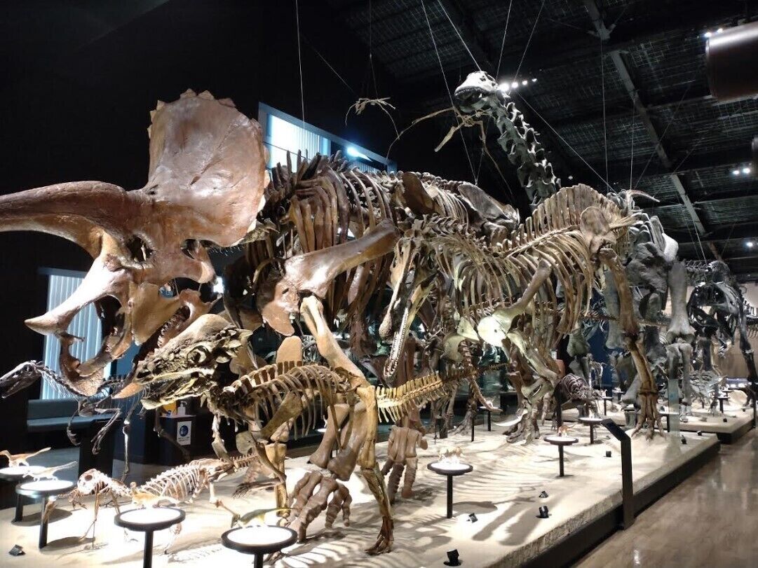 A museum exhibit with various dinosaur skeletons on display.