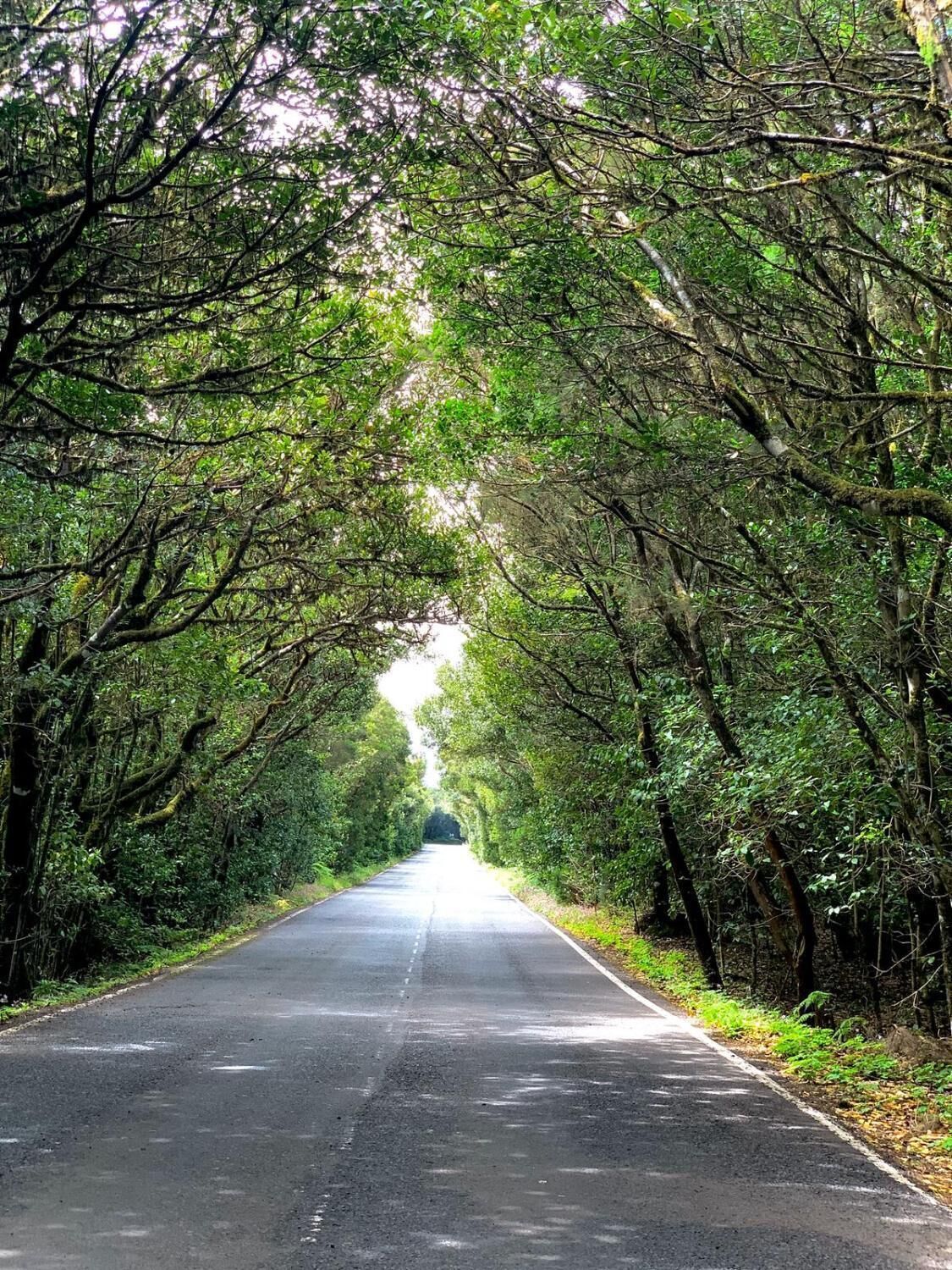 Photo - Pensión Amparo Las Hayas