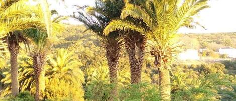 A natural landscape with palm trees and dense greenery.