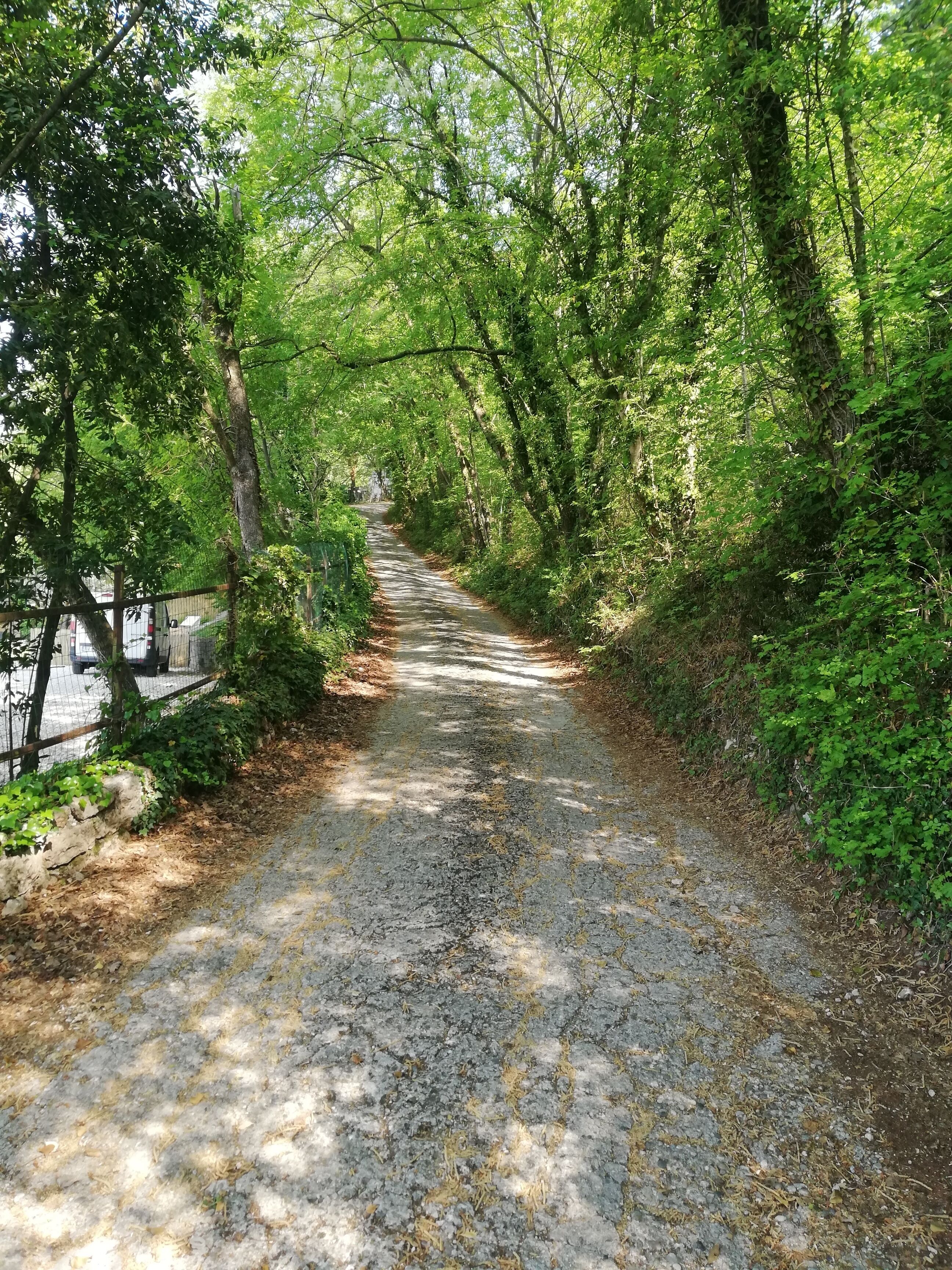 A gravel path surrounded by dense green foliage, leading into a forested area.