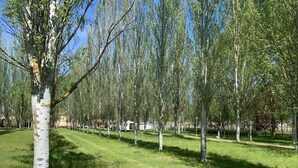 A park with birch trees and a grassy area. - Camping El Tormes (Alba de Tormes)