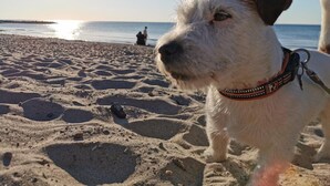 Un perro en una playa arenosa con huellas y una persona al fondo.