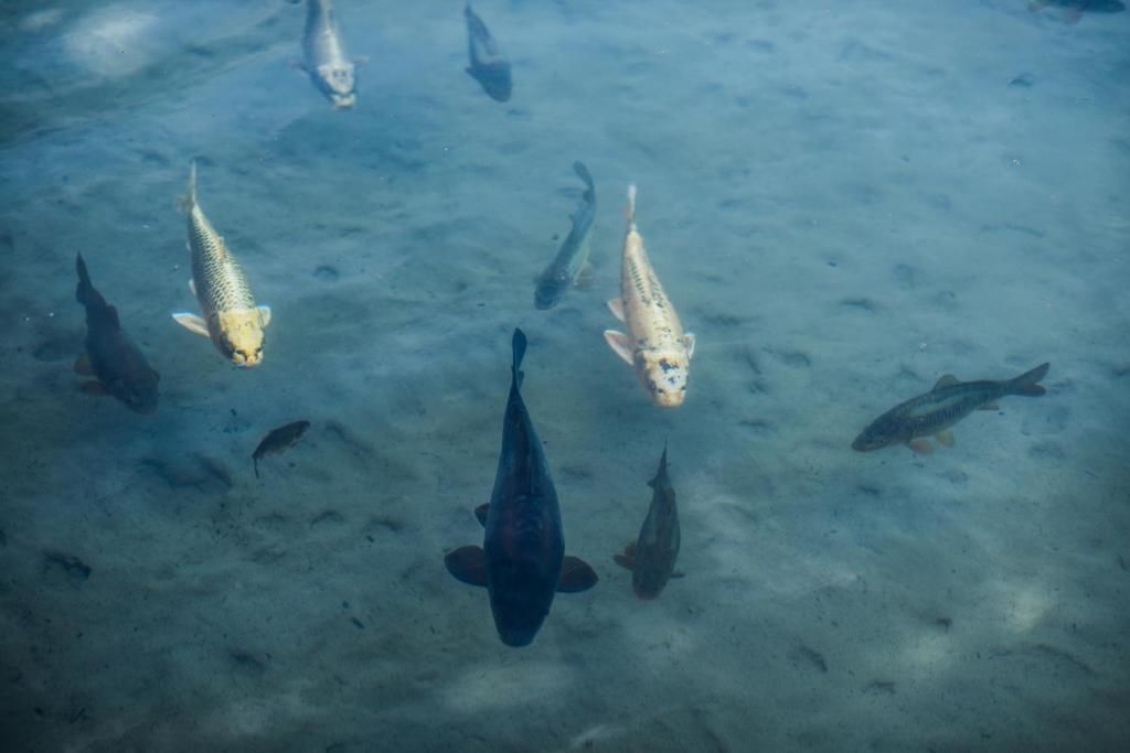 Escena submarina con varios peces nadando.