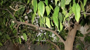 A hammock tied to a tree in a shaded area. - Neoclassical ART-House Bhive (Athens)