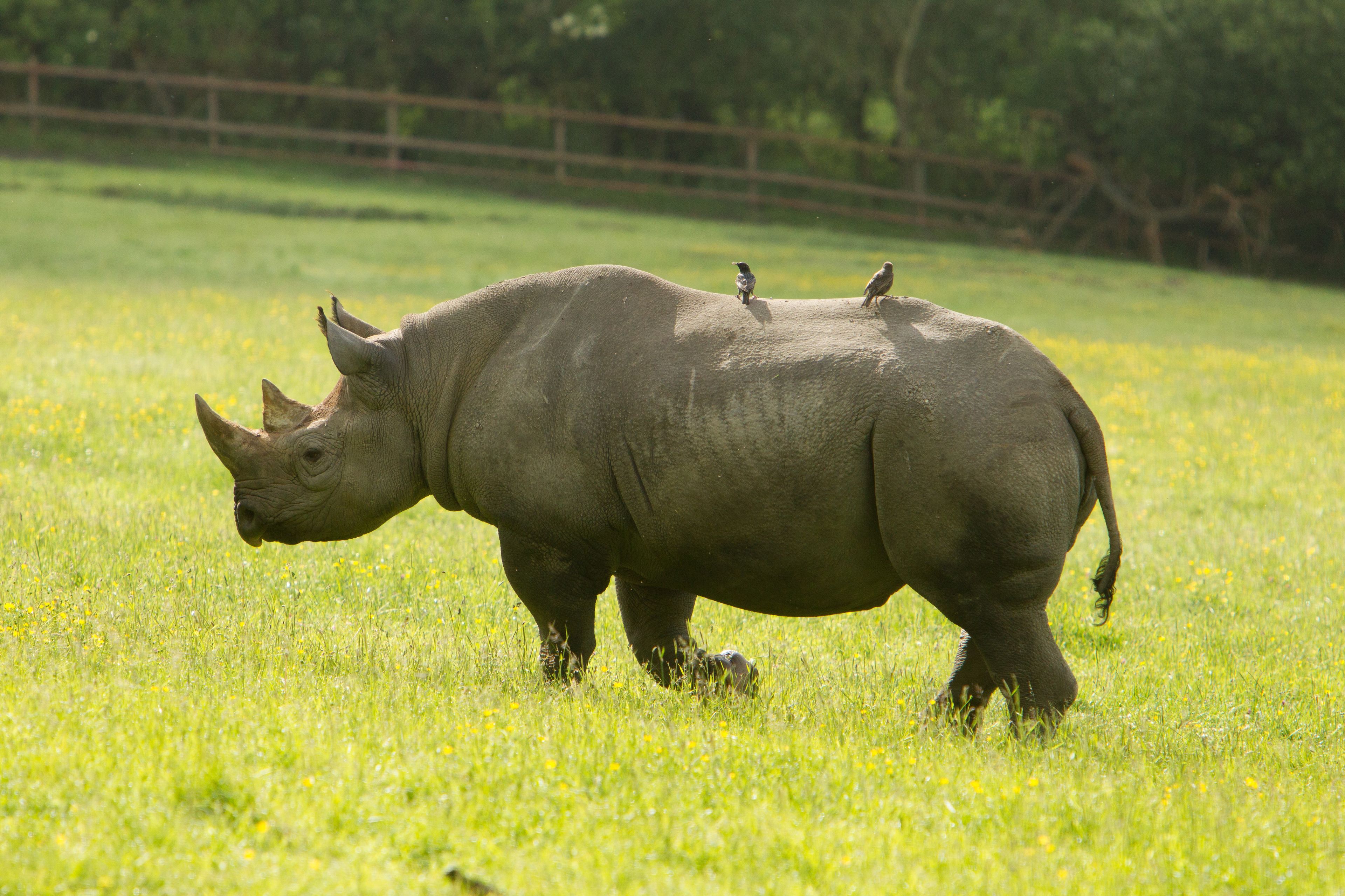 A rhinoceros in a grassy field with two birds perched on its back.