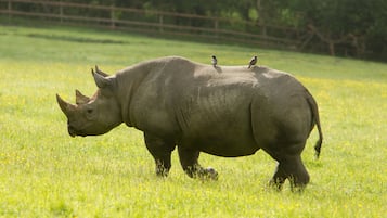 A rhinoceros in a grassy field with two birds perched on its back.