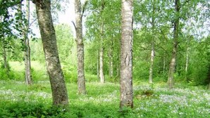 Luokittelematon kuva, 4 kautta 17, painike