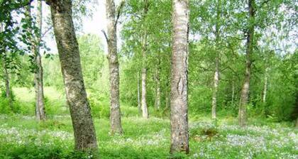 Koivuniemi by Interhome