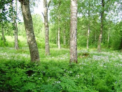 Koivuniemi by Interhome