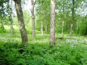 Inside other - Koivuniemi by Interhome (Sonkajärvi)