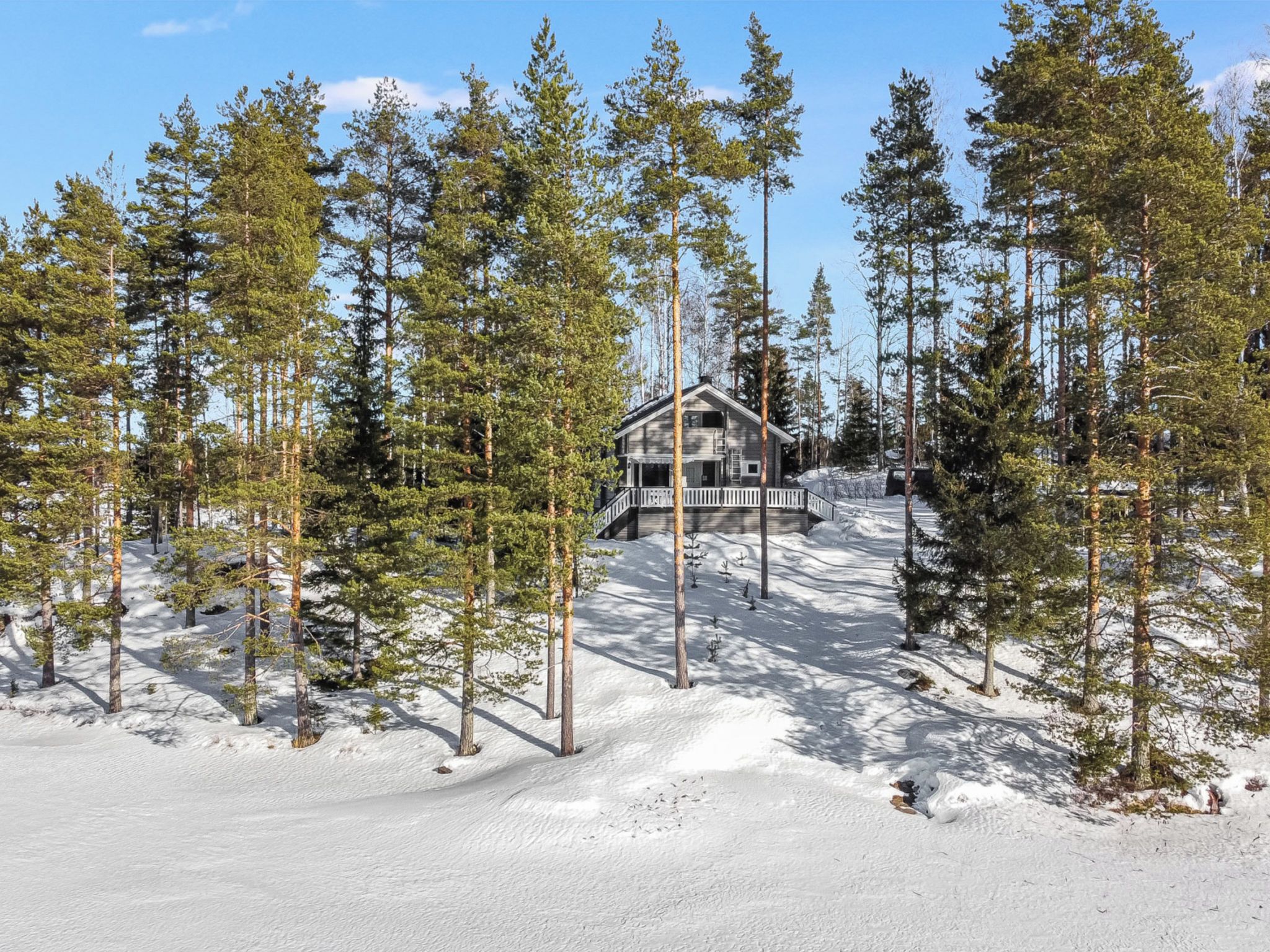 A cabin surrounded by tall pine trees in a snowy landscape.