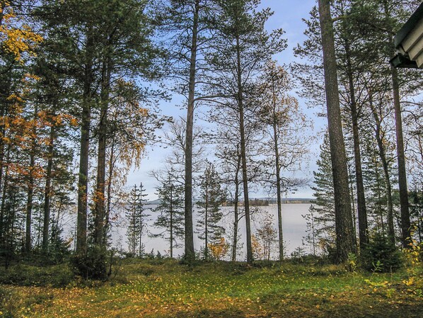 A forested area with tall trees and a body of water in the background.