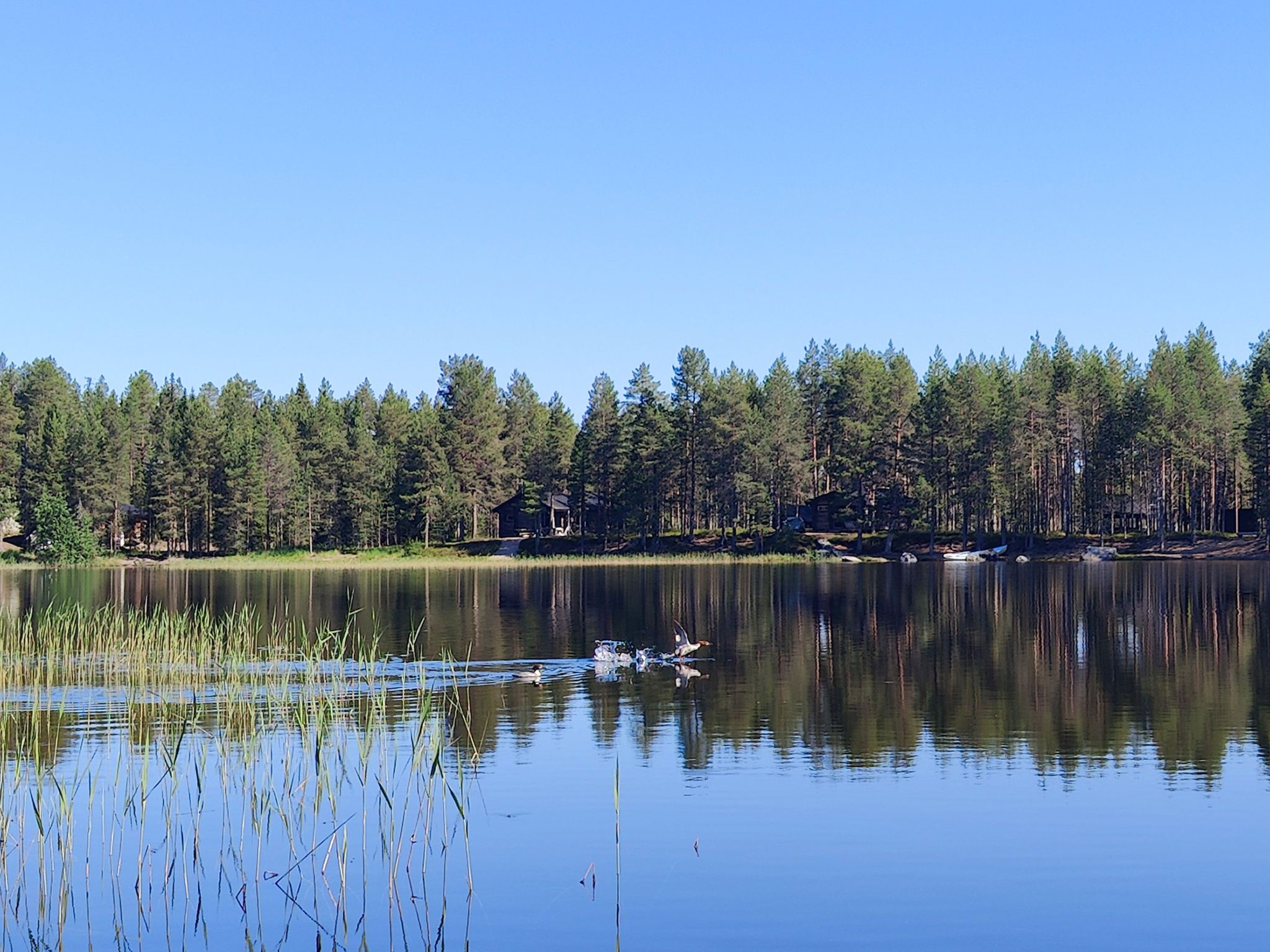 Un lac paisible, avec une forêt dense en arrière-plan.