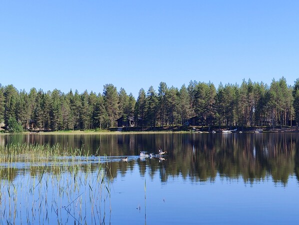 A calm lake with dense forest in the background.