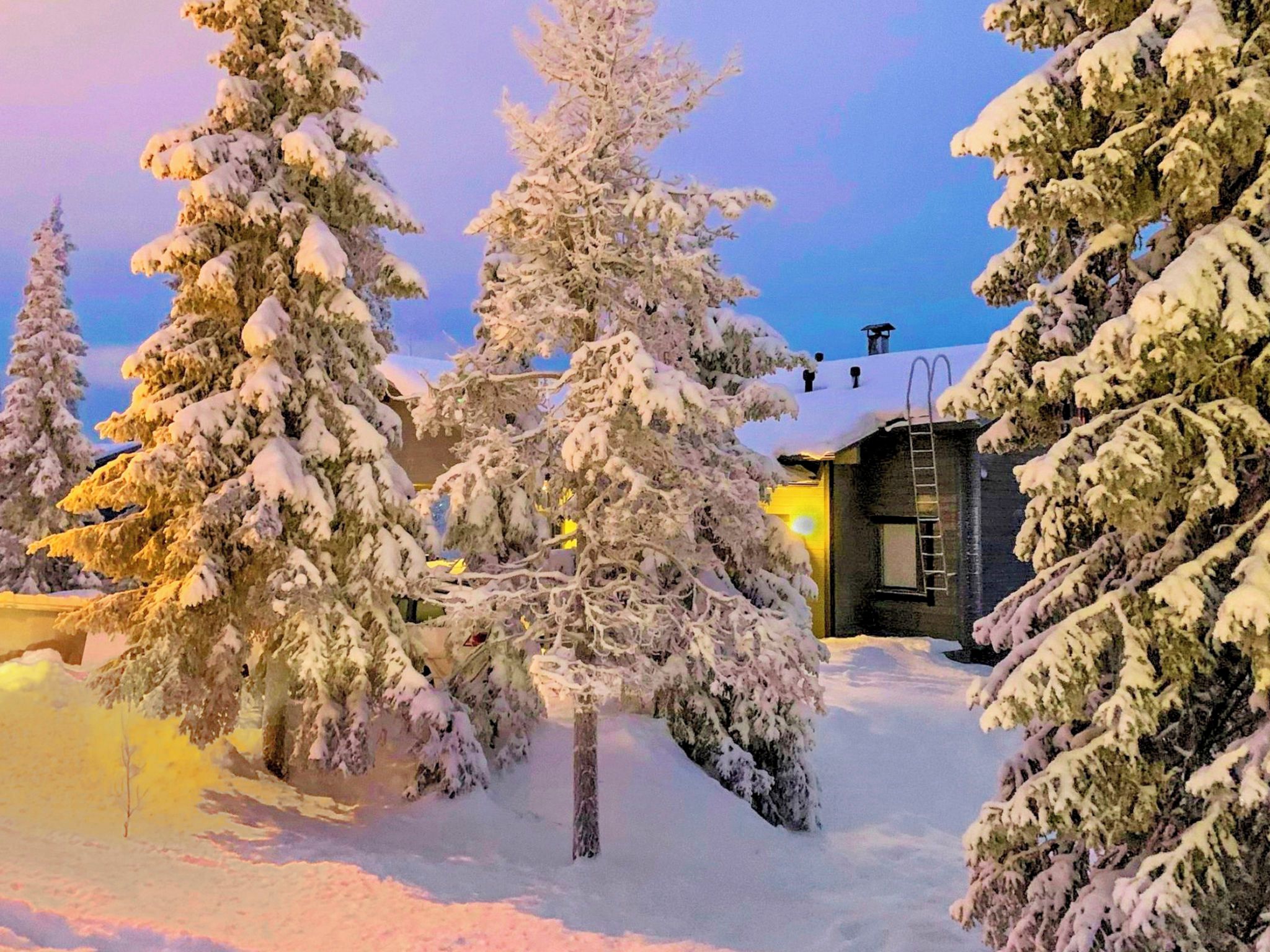 Un paysage enneigé avec une cabane et plusieurs arbres à feuilles persistantes.