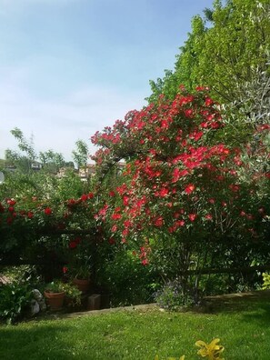Garden - Il Bosco Delle Torte (Castellinaldo)