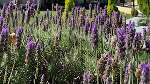 A modern house with a garden full of lavender. - La Divina Pereza (San Rafael)