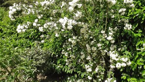 Garden - Le Jardin de Josseline (Amboise)