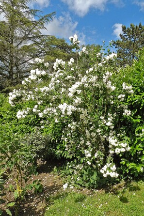Garden - Le Jardin de Josseline (Amboise)