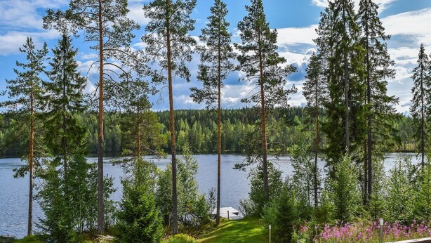 Une vue sur le lac, avec de grands arbres, un banc en bois et une zone herbeuse.