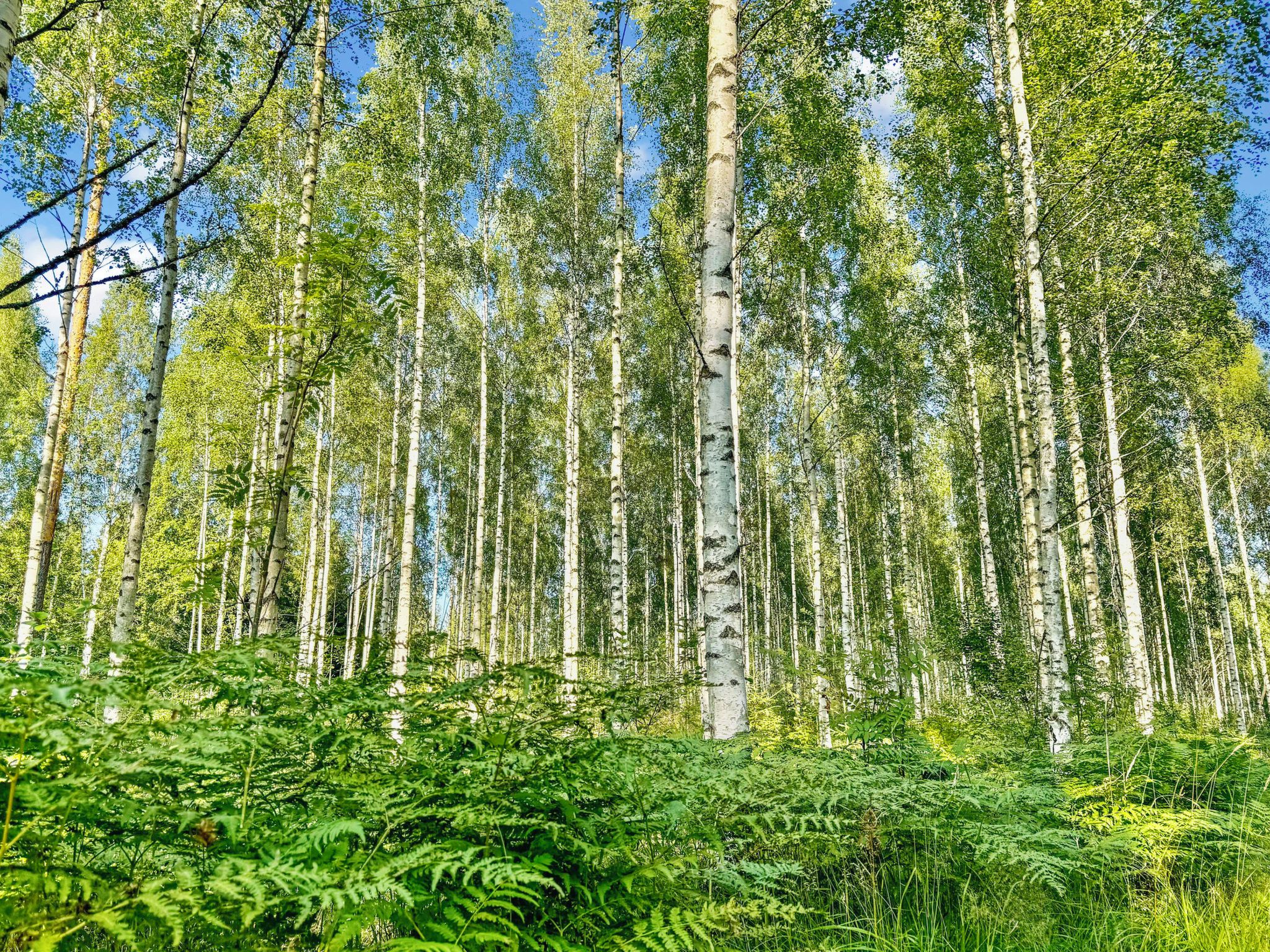 A dense forest with tall birch trees and lush green undergrowth.