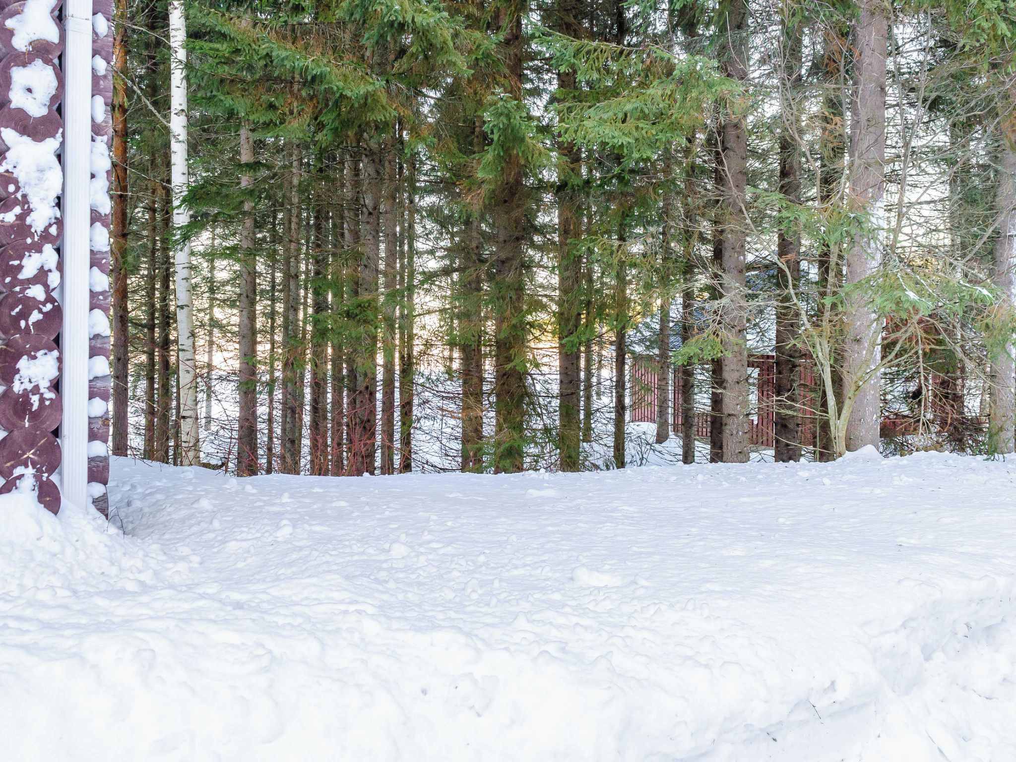 A snowy forest with tall trees and a wooden structure.