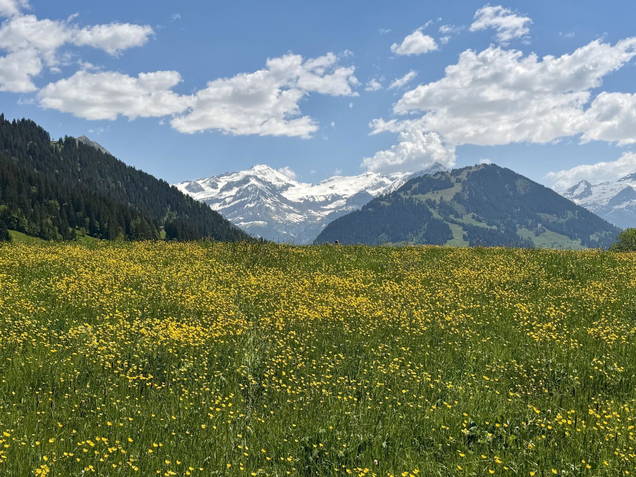Un champ de fleurs jaunes avec des montagnes en arrière-plan.