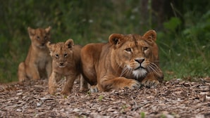 Safari