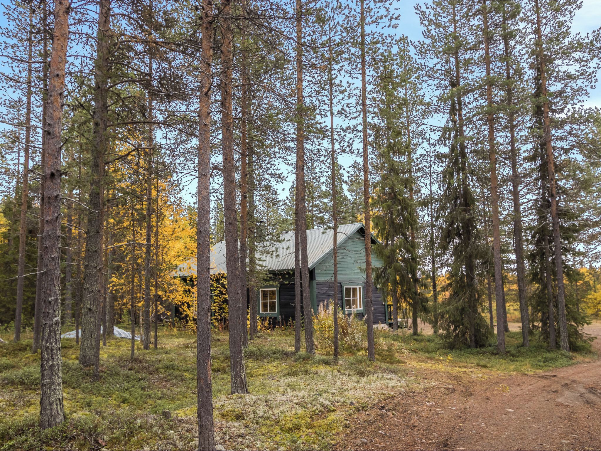Une cabane entourée de grands pins dans une zone boisée.