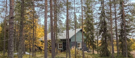 En hytte omgivet af høje fyrretræer i et skovområde.