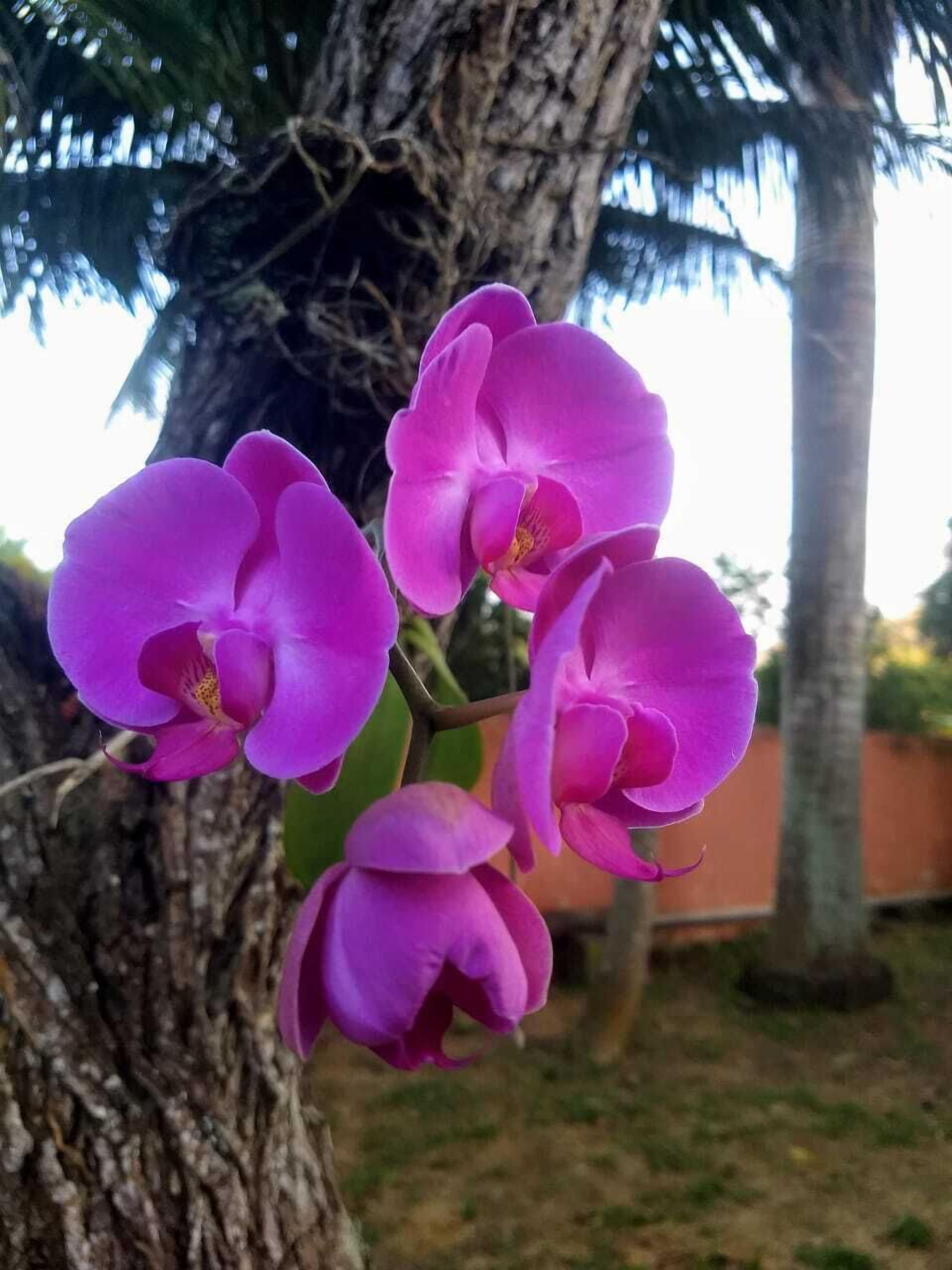 Photo - L´Grace Ferradura