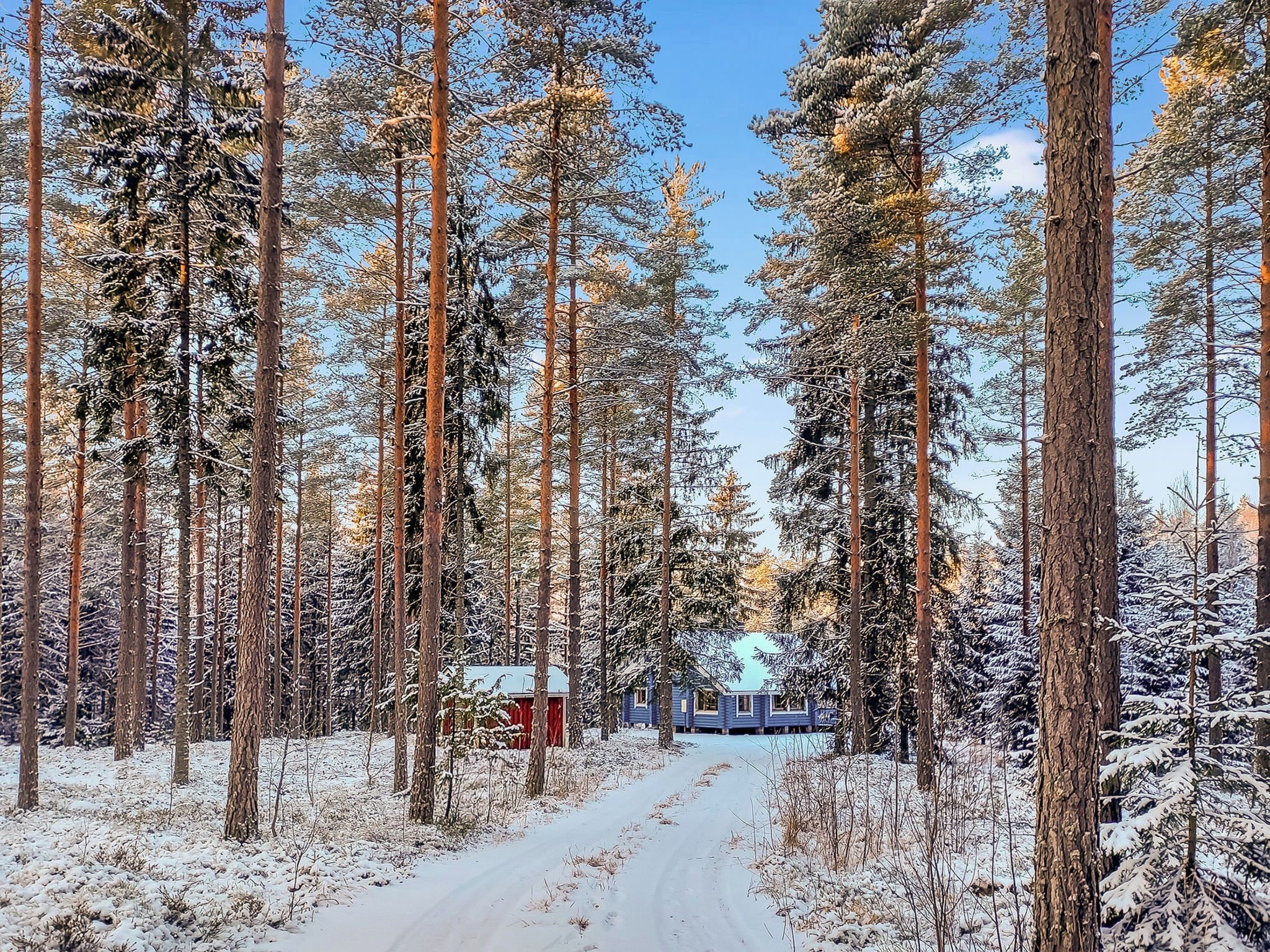 A snow-covered forest with a clear path leading to a cabin.