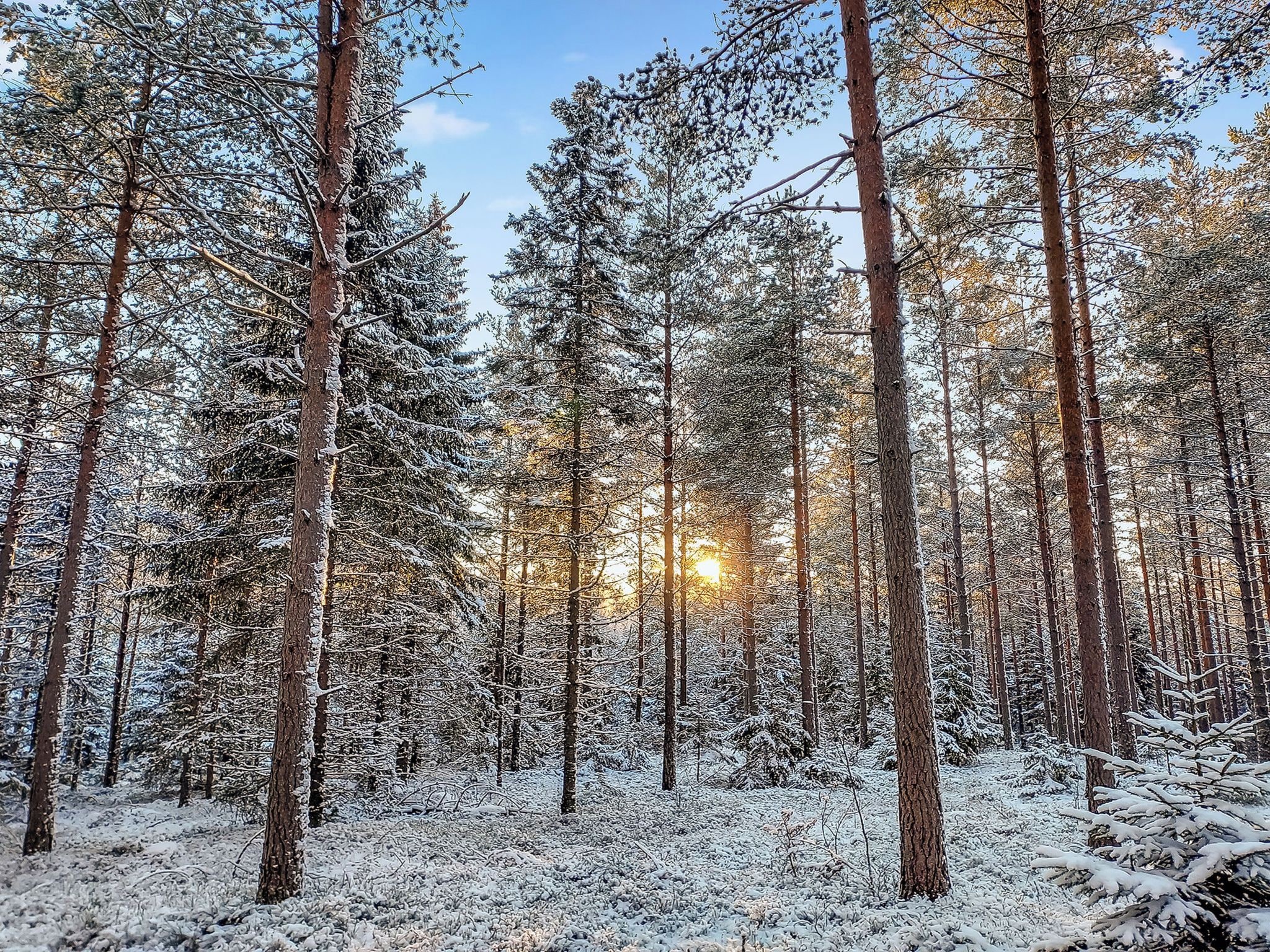 Une forêt dense, avec de grands arbres et un ciel dégagé.