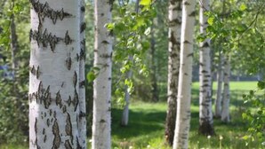 Birch trees with white bark and green leaves in a grassy area. - Peltotupa by Interhome (Asikkala)