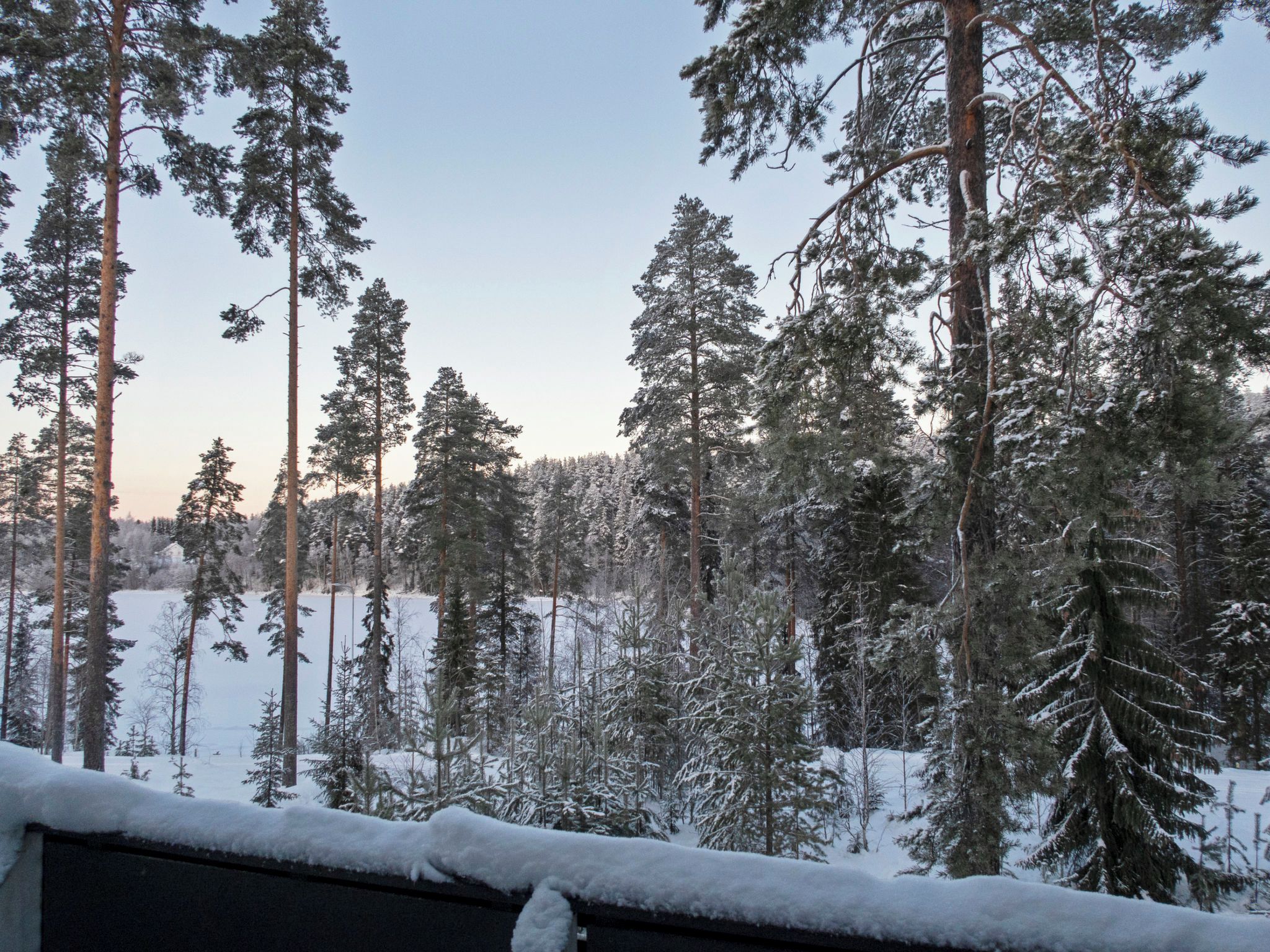 A snowy landscape with tall pine trees and a clear sky.