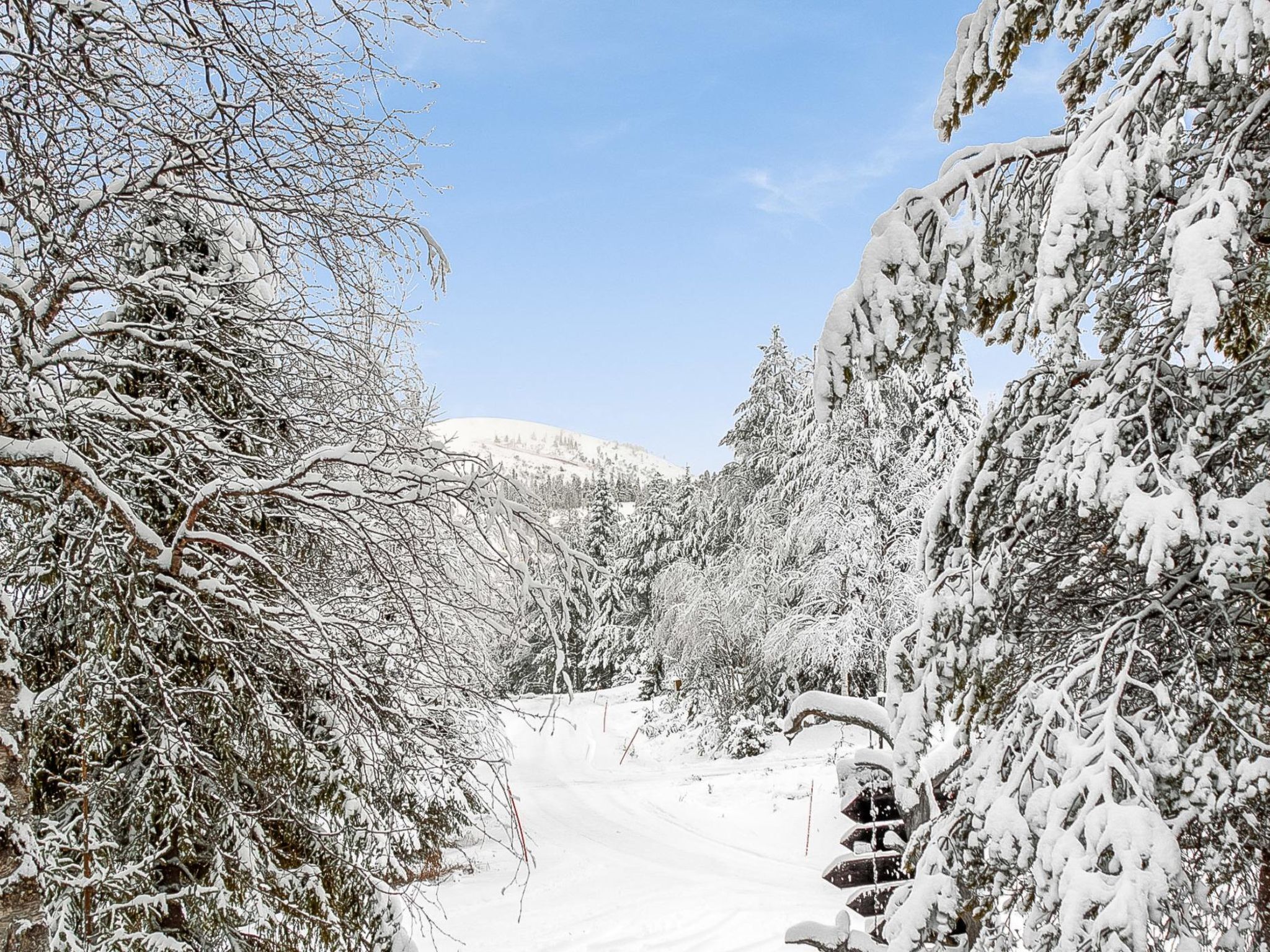 A snowy landscape with dense trees and a clear sky.