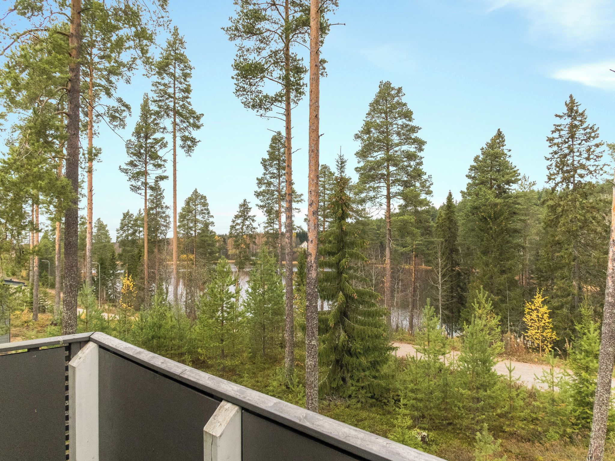 A forested area with tall trees and a body of water in the background.