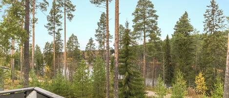 A forested area with tall trees and a body of water in the background.