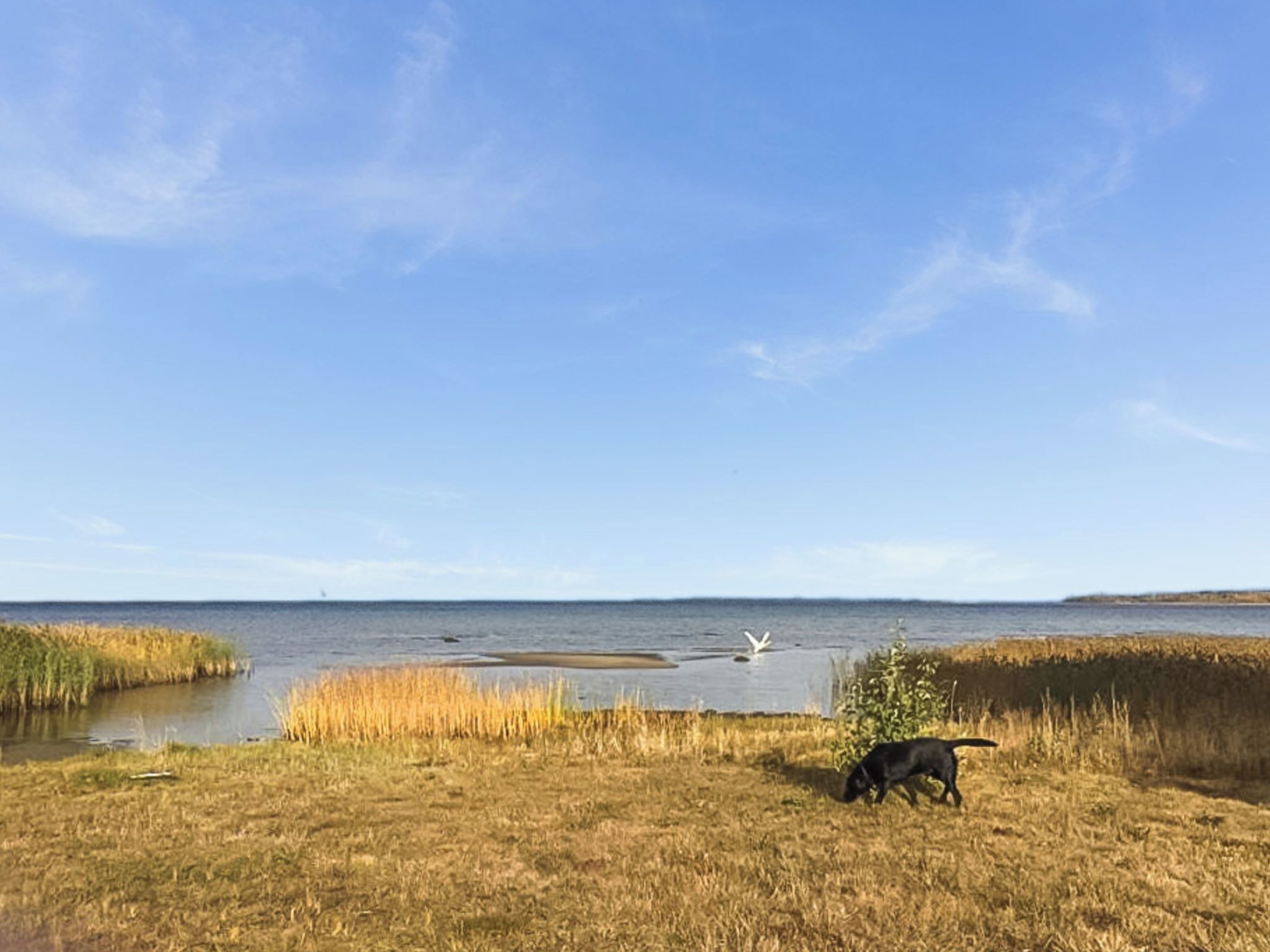A coastal landscape with a dog grazing, a body of water, and a distant boat.