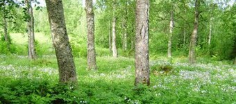 Villiruusu by Interhome