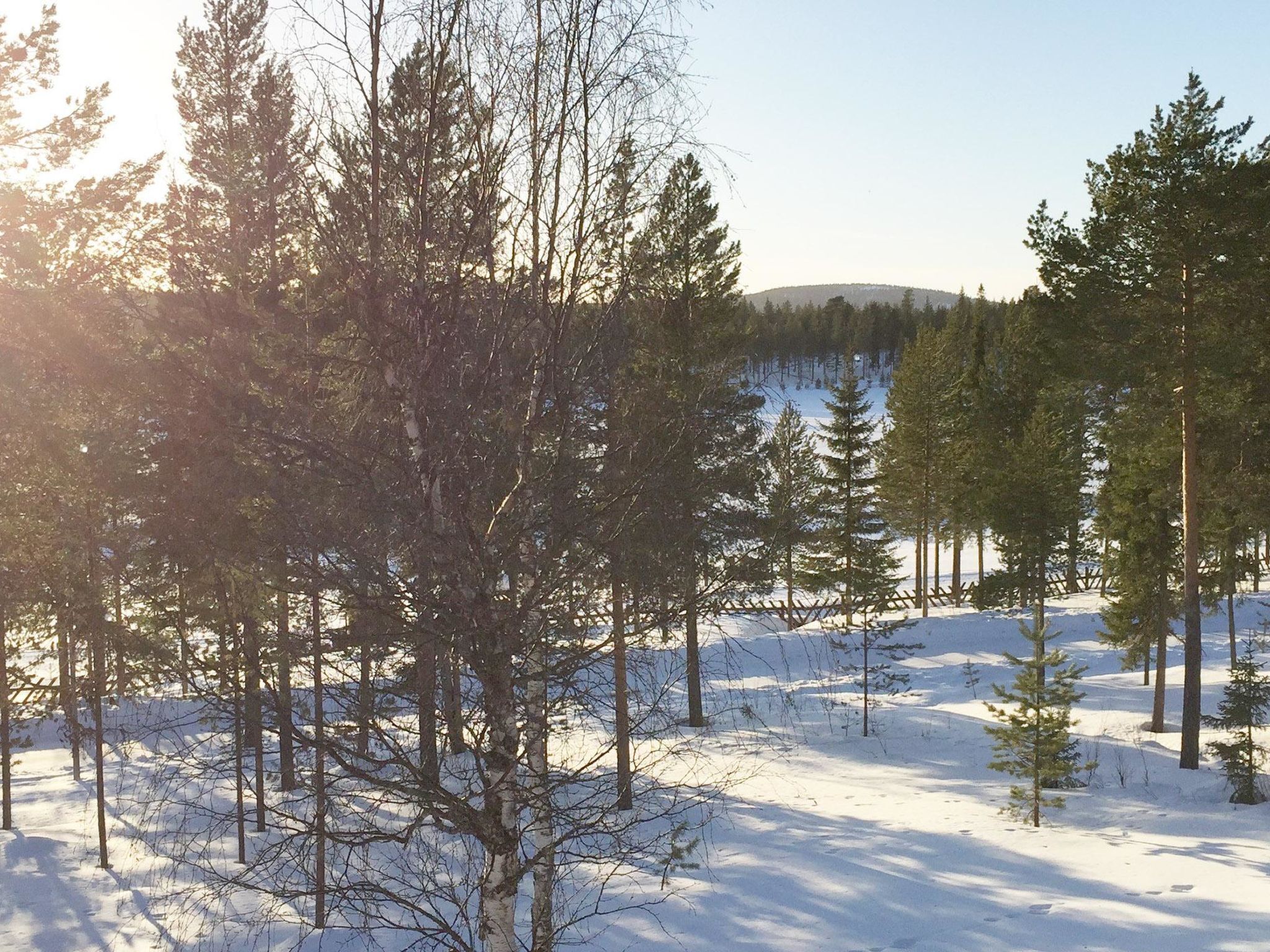 Una foresta innevata con alberi alti e cielo sereno.