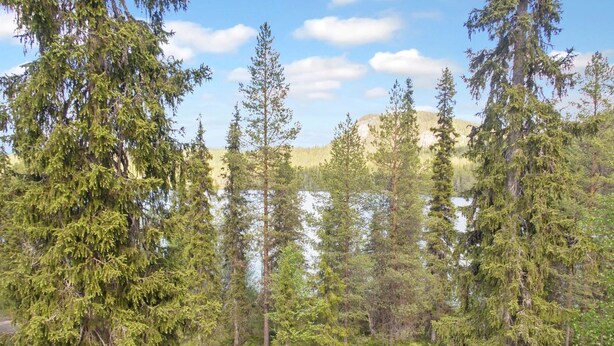 Ett skogsområde med fri utsikt över en sjö och avlägsna kullar.