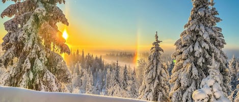 Paesaggio innevato con l'alba, caratterizzato da alberi ricoperti di neve e un cielo sereno.