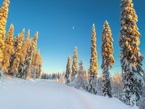 A snow-covered road flanked by tall, snow-laden trees under a clear sky.