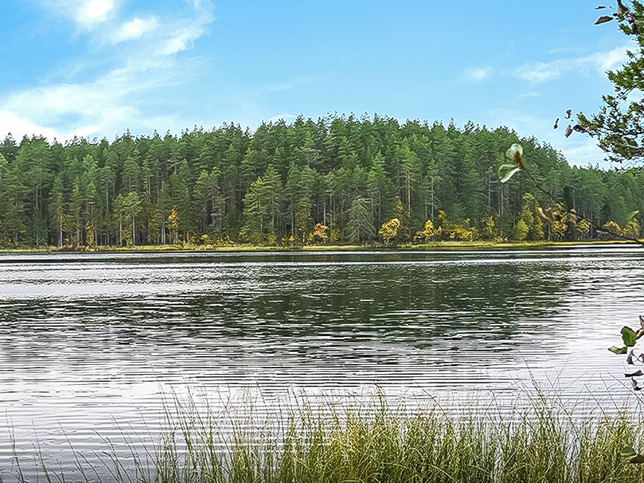 A calm lake with dense forest in the background.
