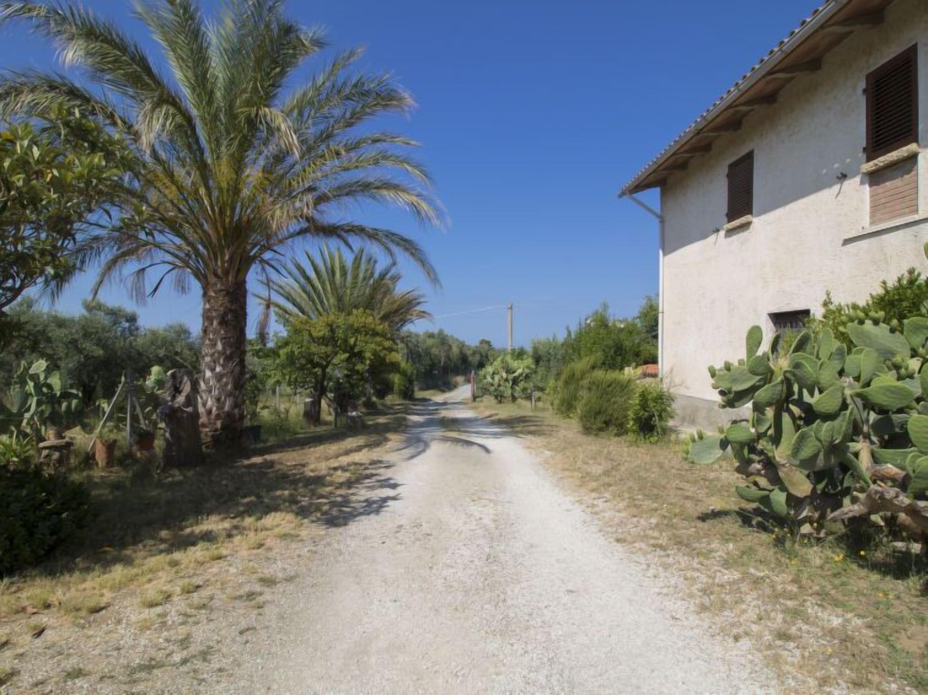 A rural road flanked by palm trees and cacti, leading to a white building with wooden shutters.