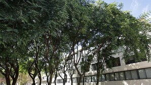 Une cour intérieure agrémentée d’arbres et un bâtiment moderne doté de grandes fenêtres.