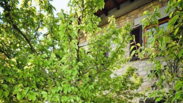 Une cour avec un bâtiment en pierre, un grand arbre et une plante en pot.