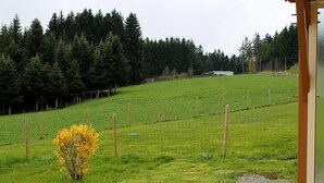 Um campo gramado com cerca de madeira, um pequeno arbusto amarelo e um edifício com porta de vidro.