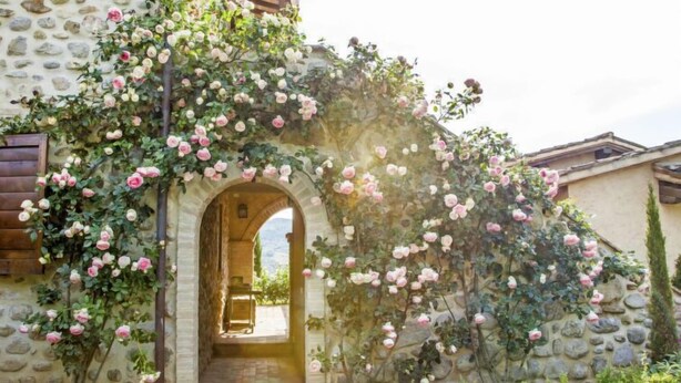 A stone building with a rustic archway covered in blooming pink and white roses. - Allerona by Interhome (Orvieto)